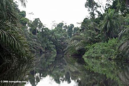 Los bosques tropicales de Äfrica Central.