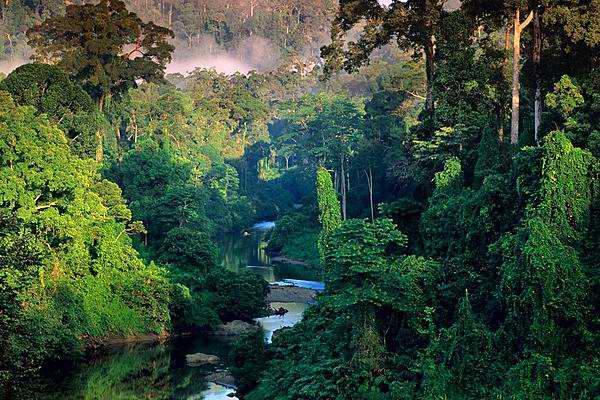 La selva asiática.