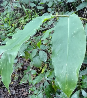 Hedychium gardnerianum