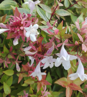 Abelia grandiflora