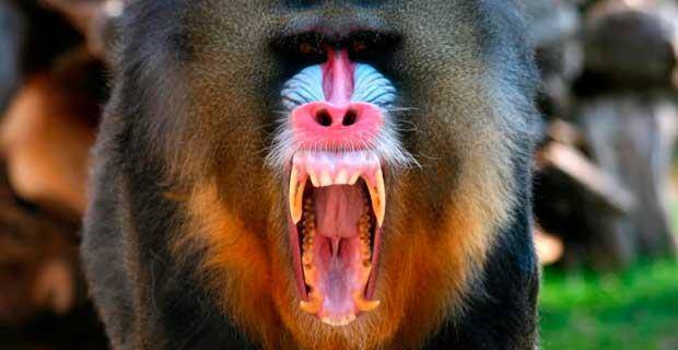 Real Mandril