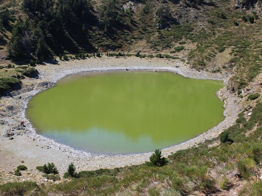 En el lago verde. Si hay peces no hay daphnias, y por tanto el agua está más sucia.