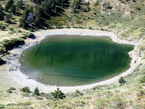 En el lago transparente. Los peces ayudan a que el agua de los lagos de alta montaña esté limpia.