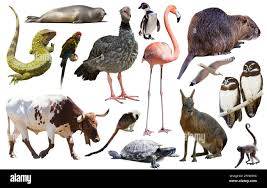 aves y mamíferos