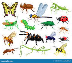 insectos